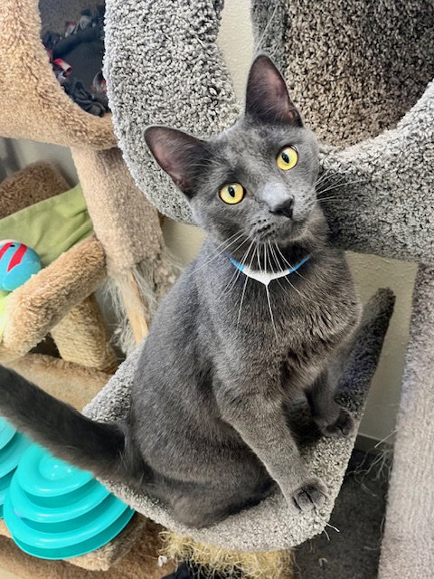 picture of the cat needing adoption