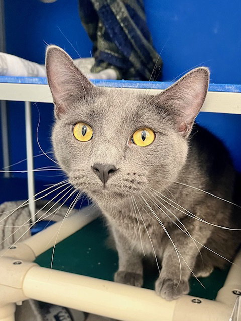 picture of the cat needing adoption