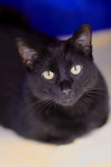 Boo - Photo 1