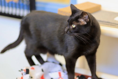 BOO - Domestic Short Hair available for adoption