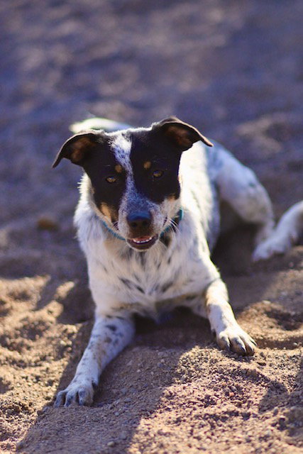 picture of the dog needing adoption