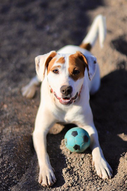 picture of the dog needing adoption