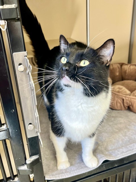 picture of the cat needing adoption