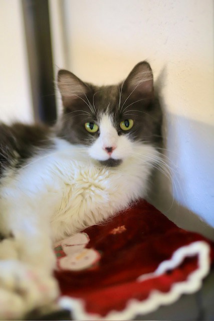 picture of the cat needing adoption
