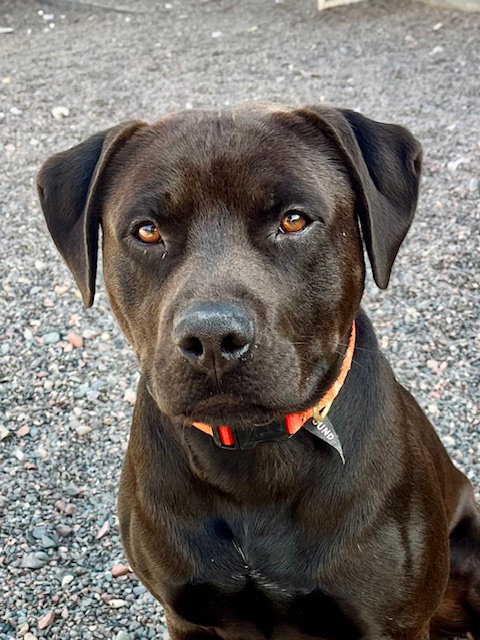 picture of the dog needing adoption