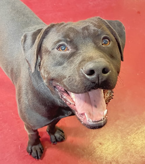 picture of the dog needing adoption