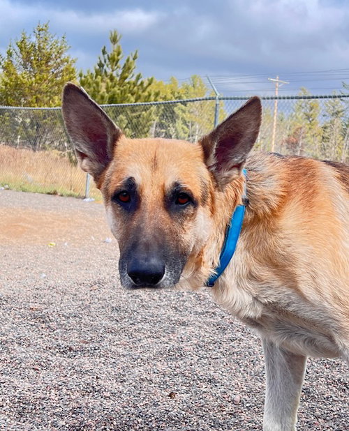 picture of the dog needing adoption