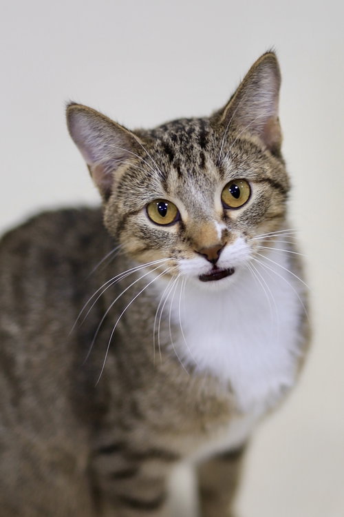 picture of the cat needing adoption