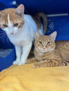Benji - Photo 3