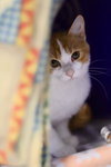 Franklin - Photo 2