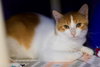 Franklin - Photo 4