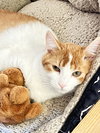 Franklin - Photo 3
