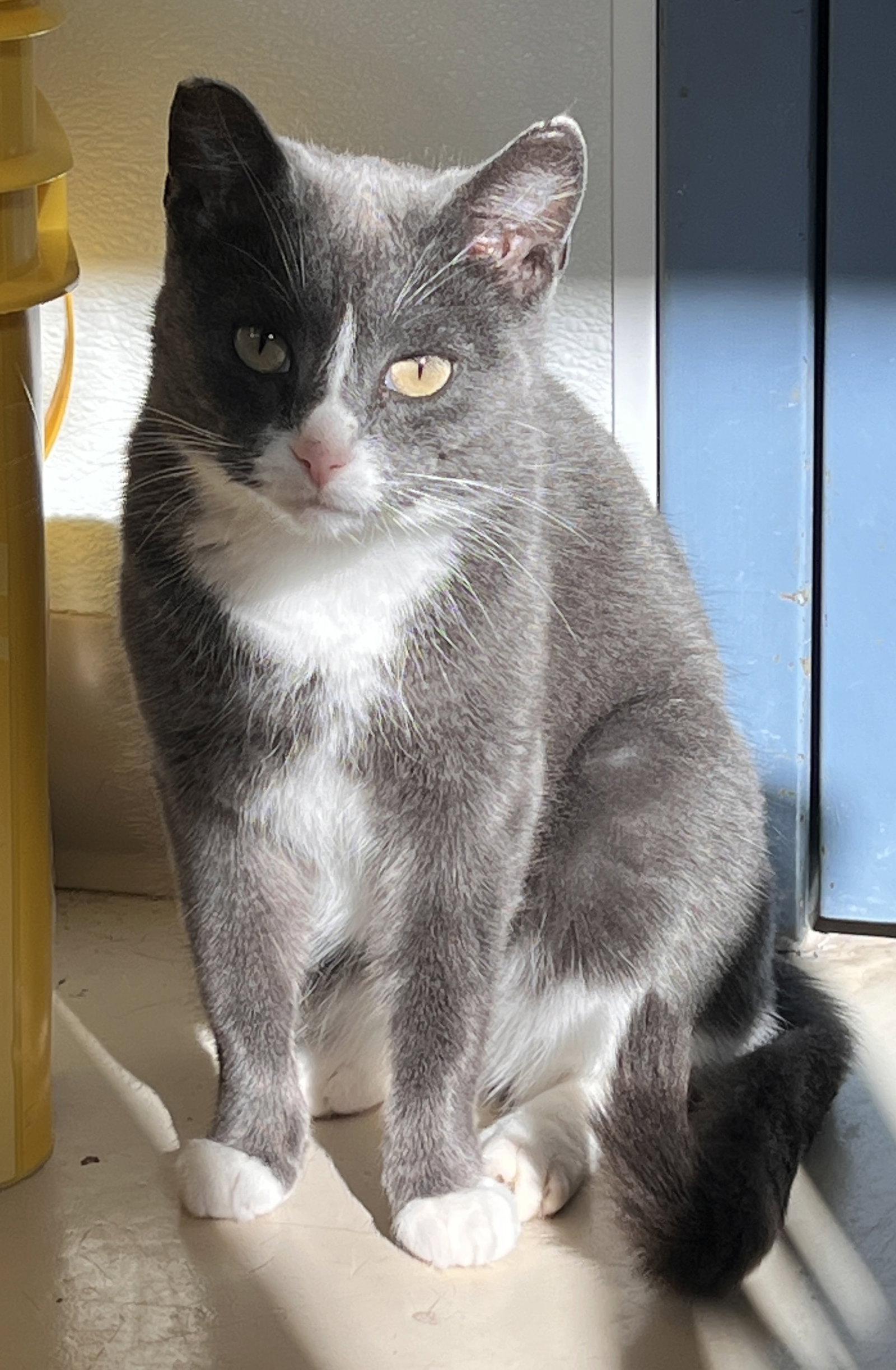 Doja