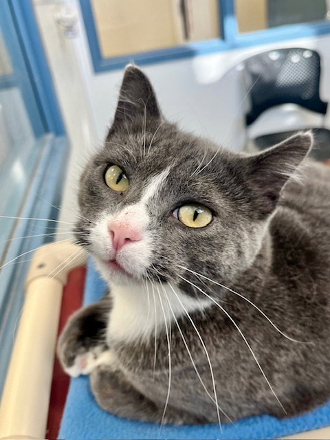 DOJA - Domestic Short Hair available for adoption