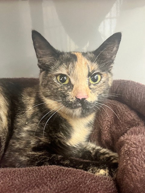 picture of the cat needing adoption