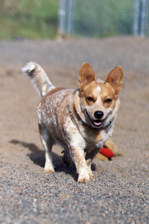 picture of the dog needing adoption