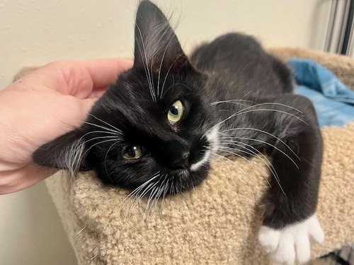 picture of the cat needing adoption