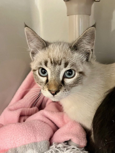 picture of the cat needing adoption