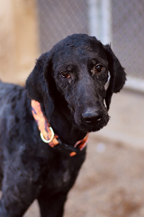 picture of the dog needing adoption