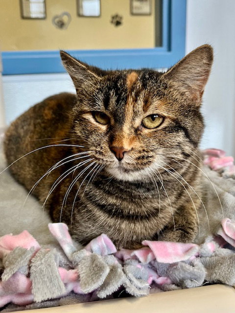 picture of the cat needing adoption