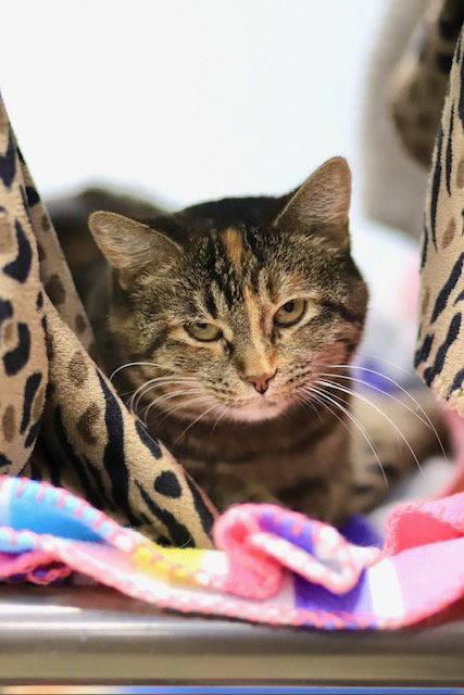 picture of the cat needing adoption