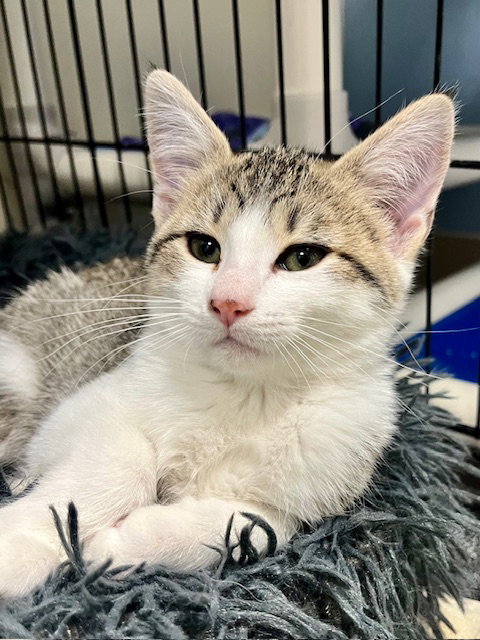 picture of the cat needing adoption
