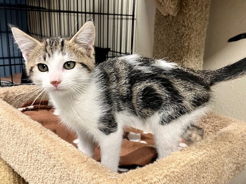 picture of the cat needing adoption
