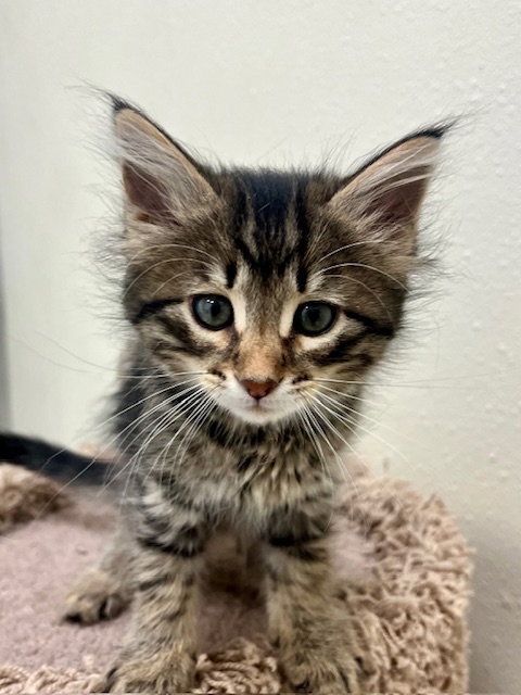 picture of the cat needing adoption