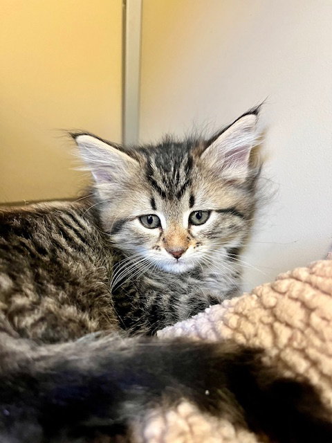 picture of the cat needing adoption