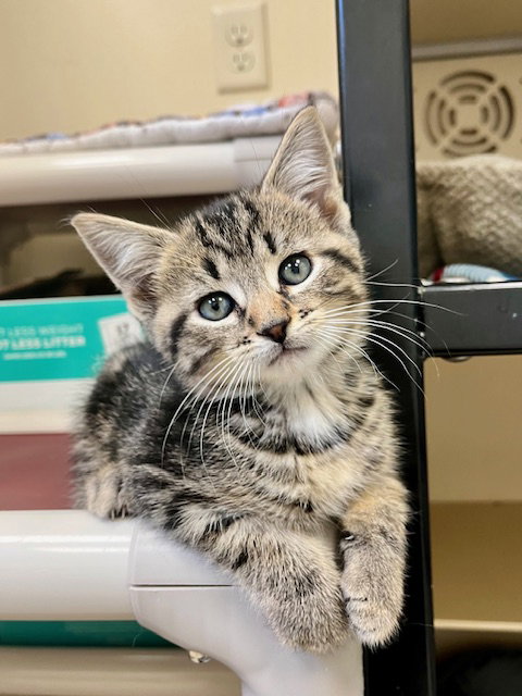 picture of the cat needing adoption