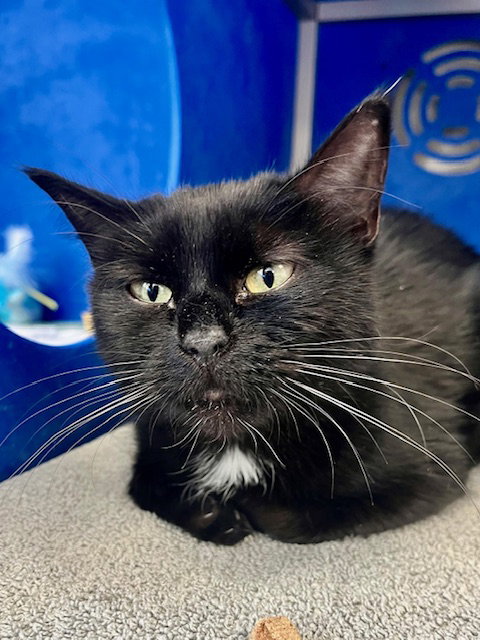 picture of the cat needing adoption
