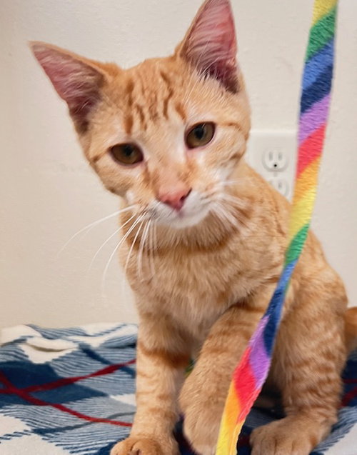 picture of the cat needing adoption