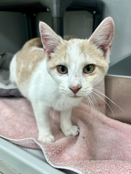 picture of the cat needing adoption
