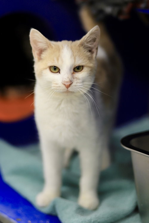 picture of the cat needing adoption