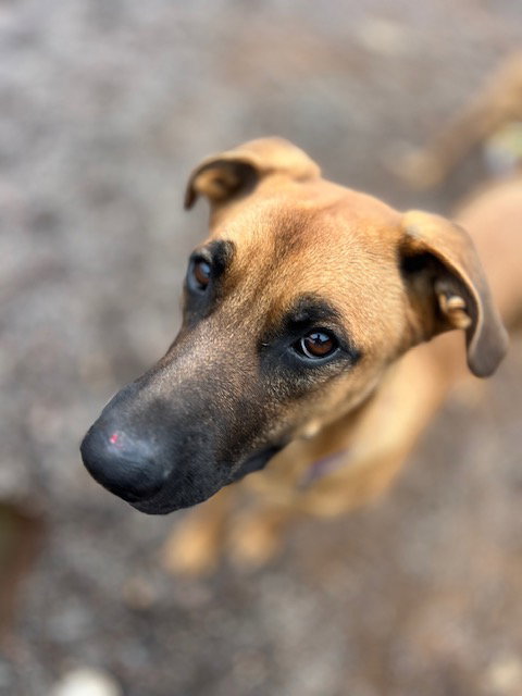 picture of the dog needing adoption
