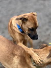 Chumley - Photo 4