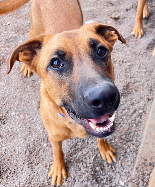 picture of the dog needing adoption