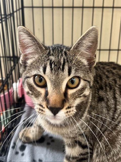picture of the cat needing adoption