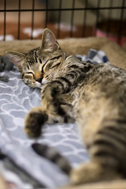 picture of the cat needing adoption