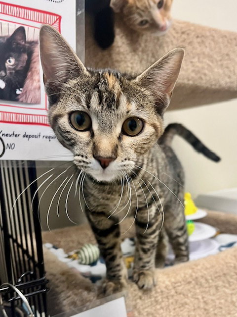 picture of the cat needing adoption