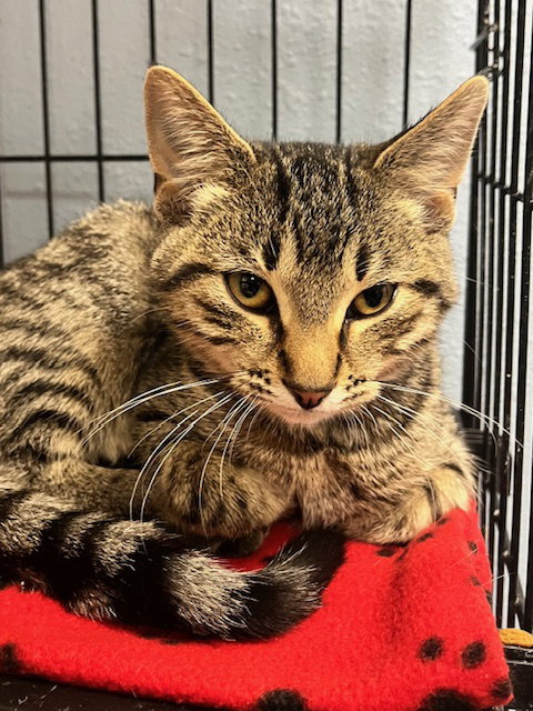 picture of the cat needing adoption