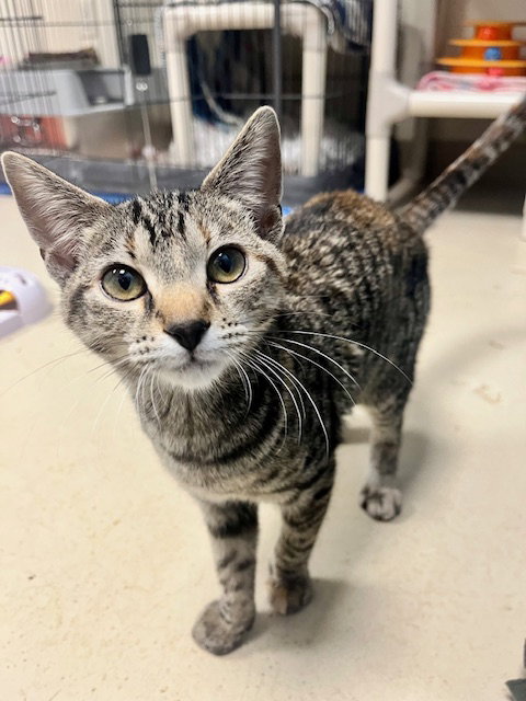 picture of the cat needing adoption