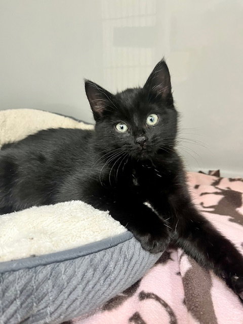 picture of the cat needing adoption