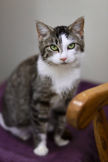 picture of the cat needing adoption