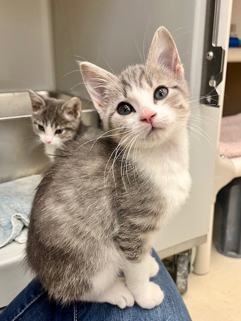 picture of the cat needing adoption