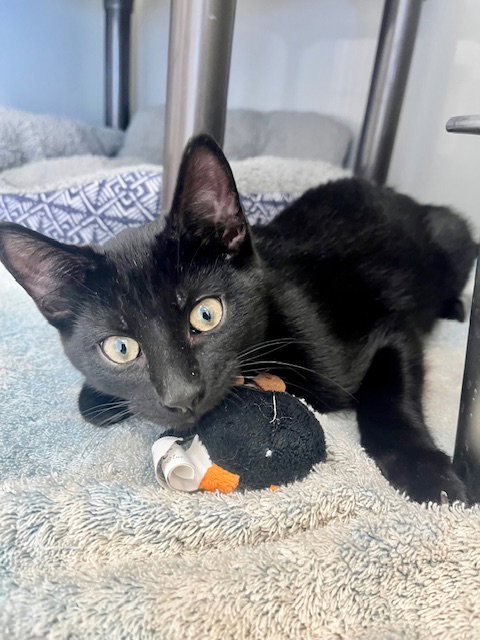picture of the cat needing adoption