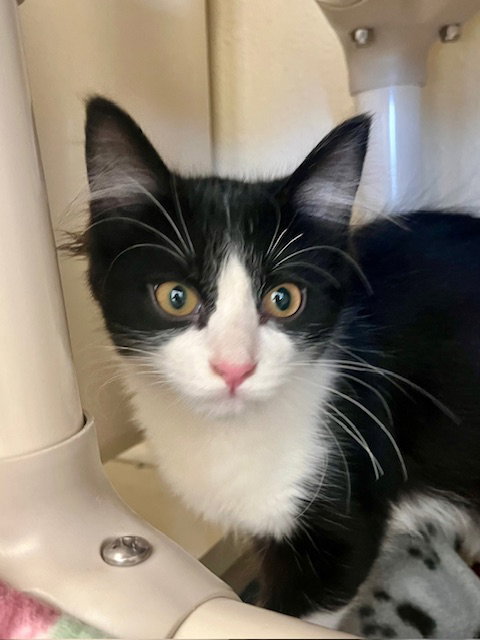 picture of the cat needing adoption