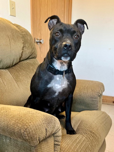 picture of the dog needing adoption