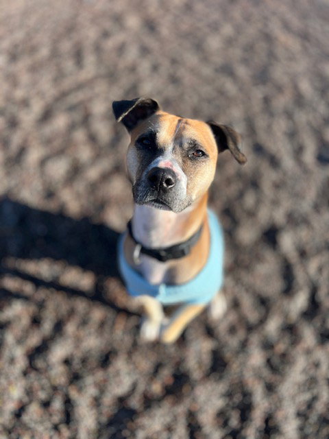 GUPPY - Boxer / Pit Bull Terrier available for adoption