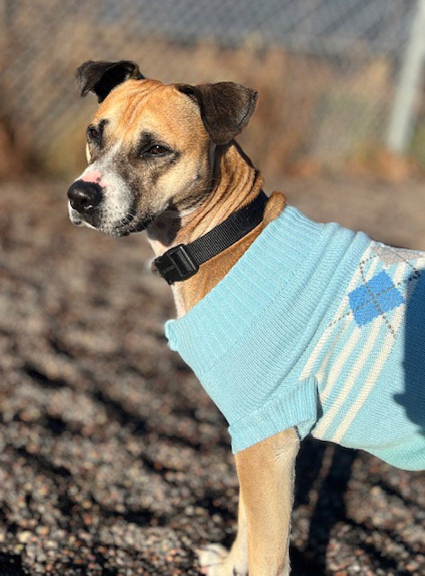picture of the dog needing adoption